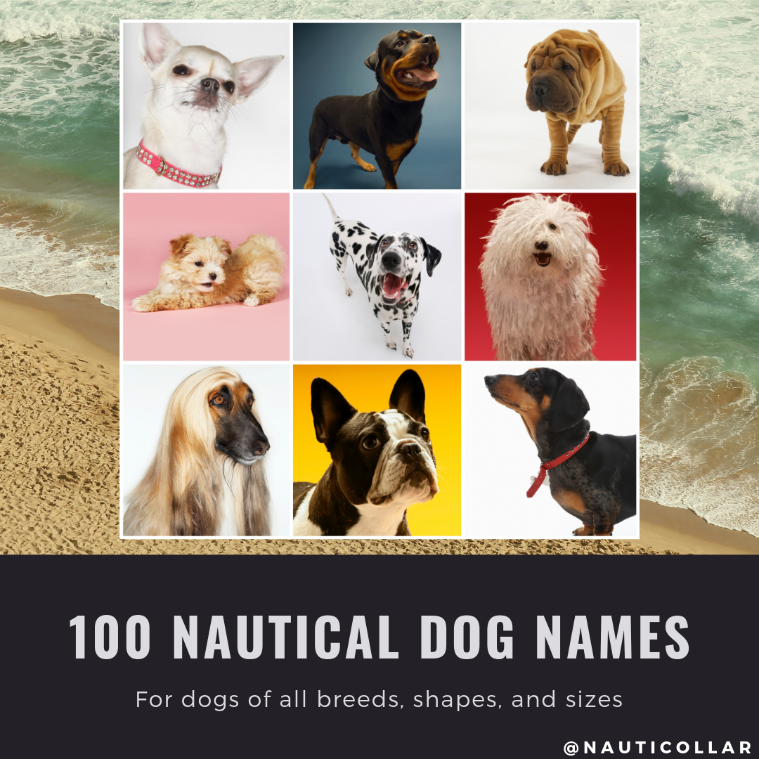 100 Best Nautical Dog Names for 2021 Nauticollar